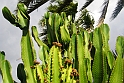 Kaktus 1